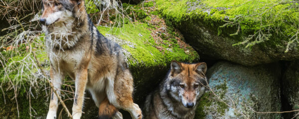 régime alimentaire du loup