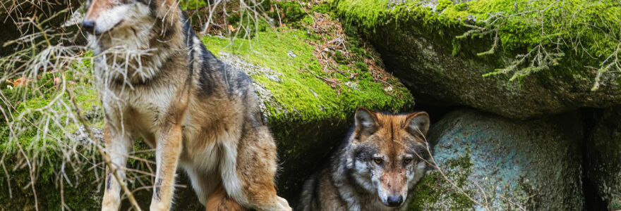 régime alimentaire du loup